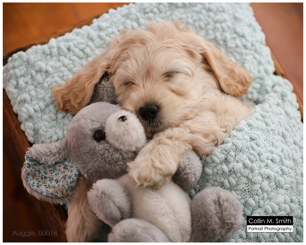 © Collin M. Smith Portrait Photography www.cmsmithportraits.com/blog